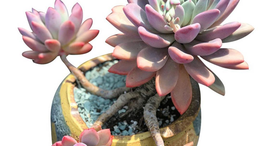 奥普琳娜锦化维持，光照8000lux阈值，咖啡连锁店，斑纹退化预防