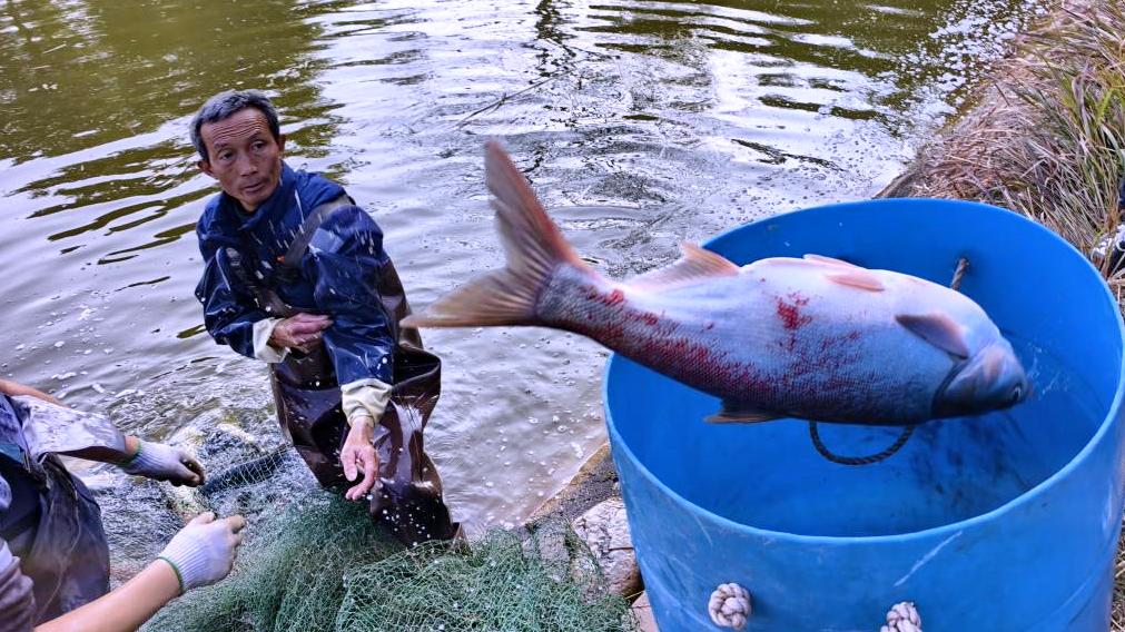 乡村振兴·剑阁答卷|柳沟镇春光村：集体鱼塘喜丰收 强村富民跃龙门