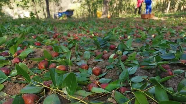 黄河滩头秋收忙：兴县滩枣的甜蜜盛宴
