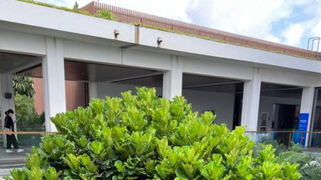 琴叶榕遮光调控花期，每日保持十四小时黑暗，商场中庭定期旋转促匀称