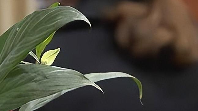 上海模范丈夫，五年婚外情，真相令人心碎