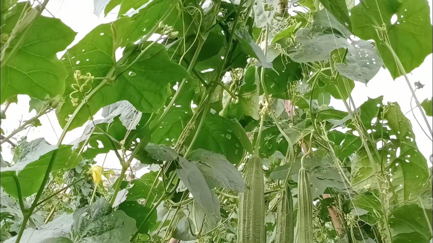 老农揭秘：不施化肥不打药，丝瓜爬满藤架的5大玄机！看完我家后院惊呆了