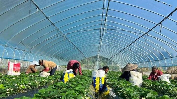 绿肥轮作改良土壤效果显著，洞庭湖区实践案例解析，虹吸灌溉助力草莓高效采收