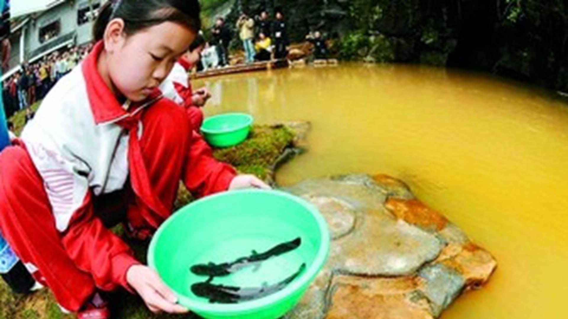 大鲵幼体分级饲养，大小分池技巧，巫山地区，转行必读手册