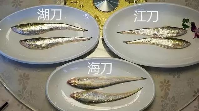 “刀鱼” 现身河南贾鲁河，数量很多！这是个什么信号？