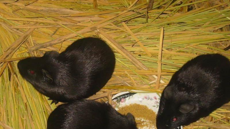 荷兰猪的健康饲养：避开这10个误区