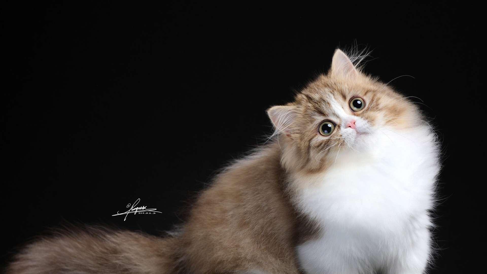 拿破仑猫血统证书，国际认证流程，家养繁育须知，避免踩这些坑