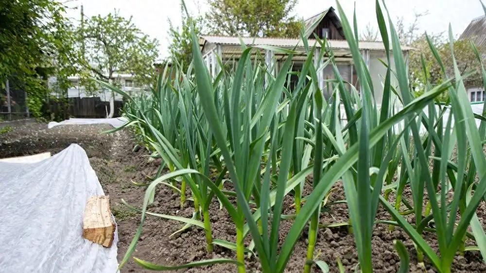 大蒜、大葱、菠菜冬季养护指南：从保温防冻到病虫害防治