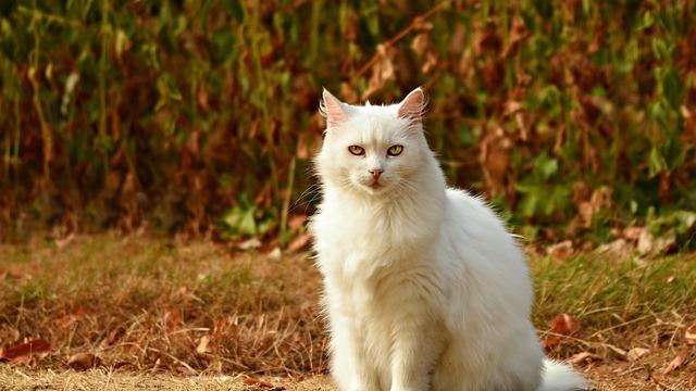 宠物多模态识别的最佳实践：宠智灵如何实现精准管理与健康护理的行业变革