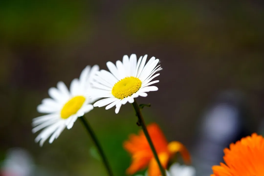 男人拿命爱你，爱你爱到忘乎所以，会有的行为，假装不了
