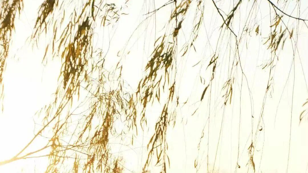 快看看你手机里和唐岛湾芦苇荡的合影！