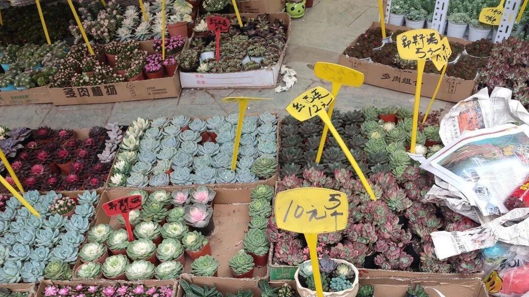 福建一姑娘，因“多肉换盆视频”而走红，网友：好惨，养了个寂寞