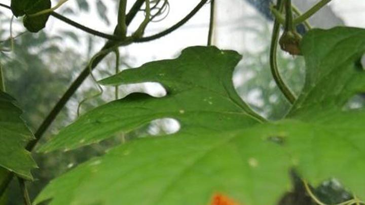 温室苦瓜生长环境优化，湿度调控技术突破，保障作物健康生长