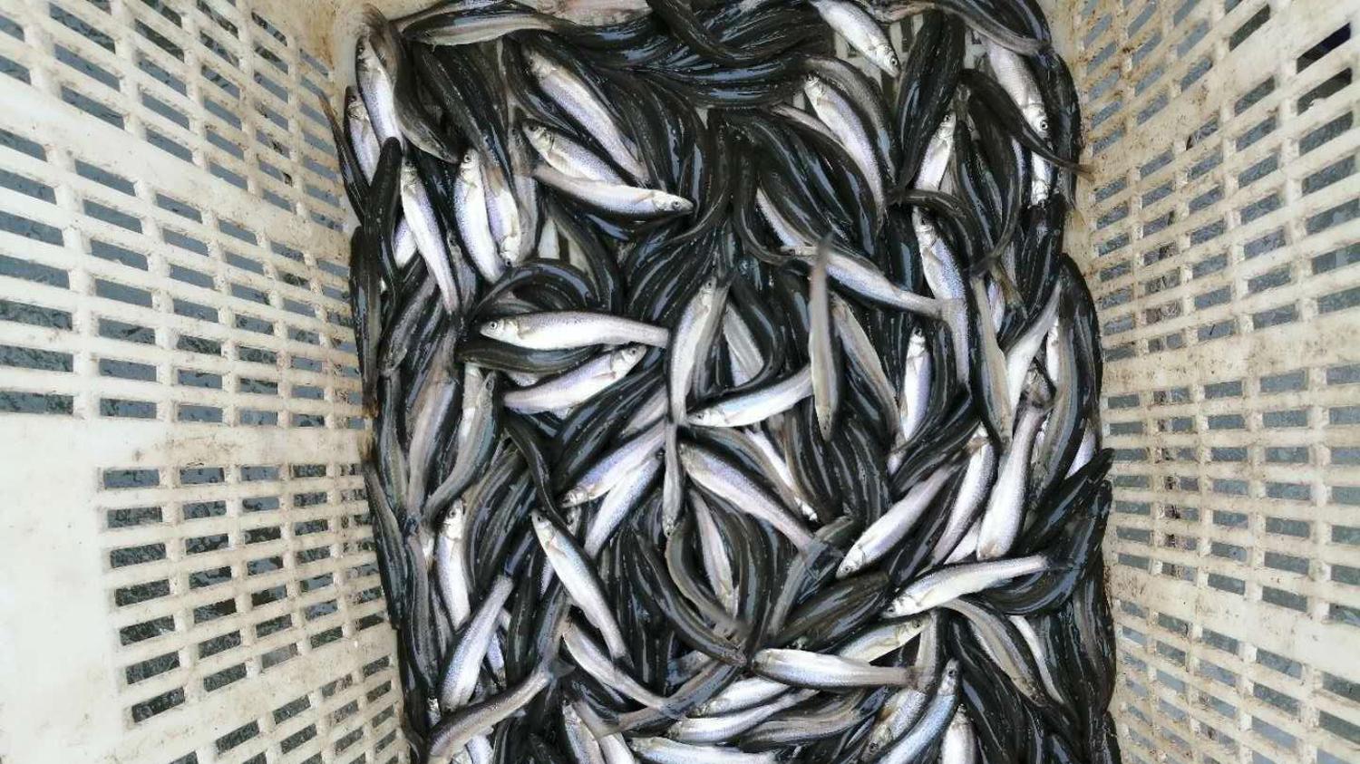 黑坑柳根鱼4种不同鱼情的钓法