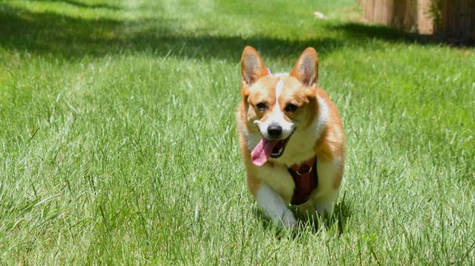 狗狗身上有蜱虫？别硬拔！这步错了可能害了