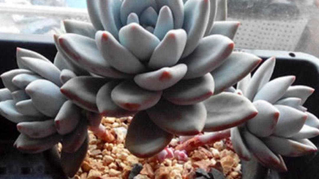 霜之朝徒长矫正，补光灯波长，室内种植实验，光谱配比要调整