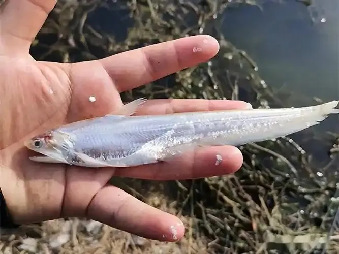 河南男子河中钓上大量刀鱼，拍视频发网上炫耀，网友：这是想吃牢饭了？