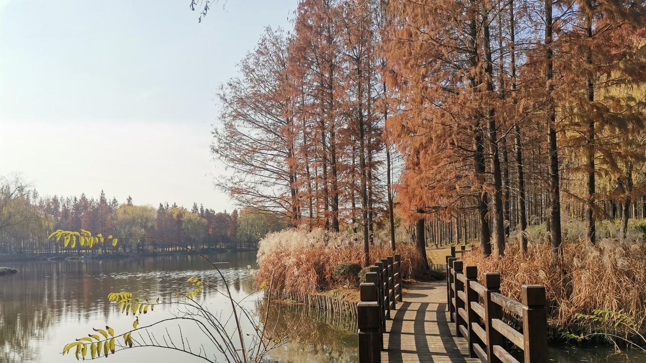 上海暖晴持续！11.14-16日天气晴好，气温舒适宜出行