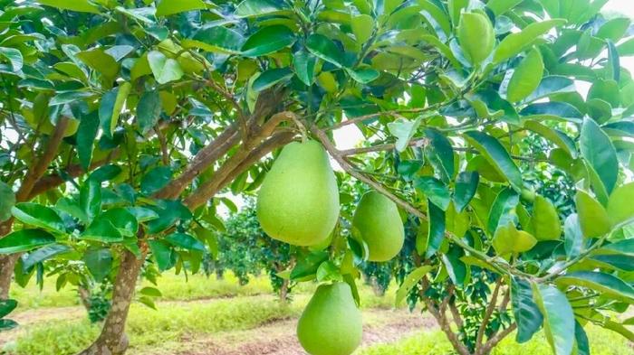 “柚”是一年好“丰”景！果农增收笑开颜~