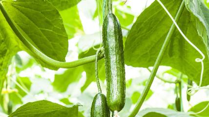 瓜农种植指南，黄瓜、丝瓜、苦瓜栽培技巧，轻松实现天天有瓜吃