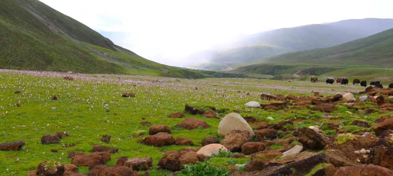 绿色牧草，红色花朵，牦牛的家园（红花绿草）
