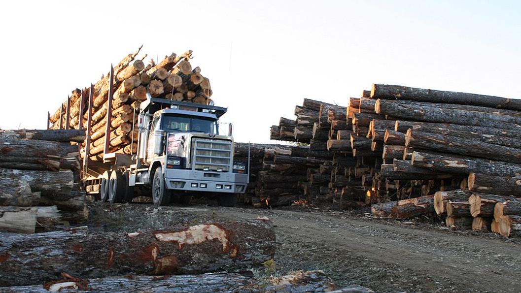 中国按下“暂停键”8个月，这地木材政策惨遭“卡脖子”！