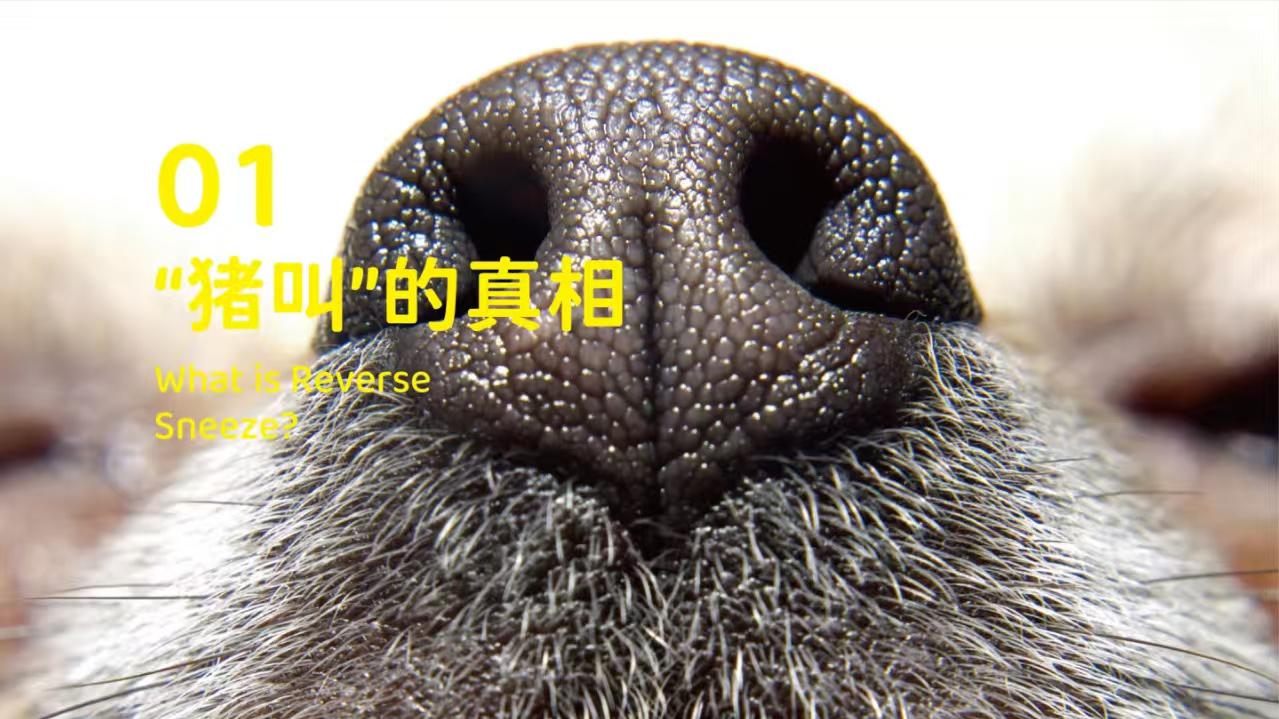 象乡宠物食品 | 狗狗突然猛吸气像猪叫是什么情况?