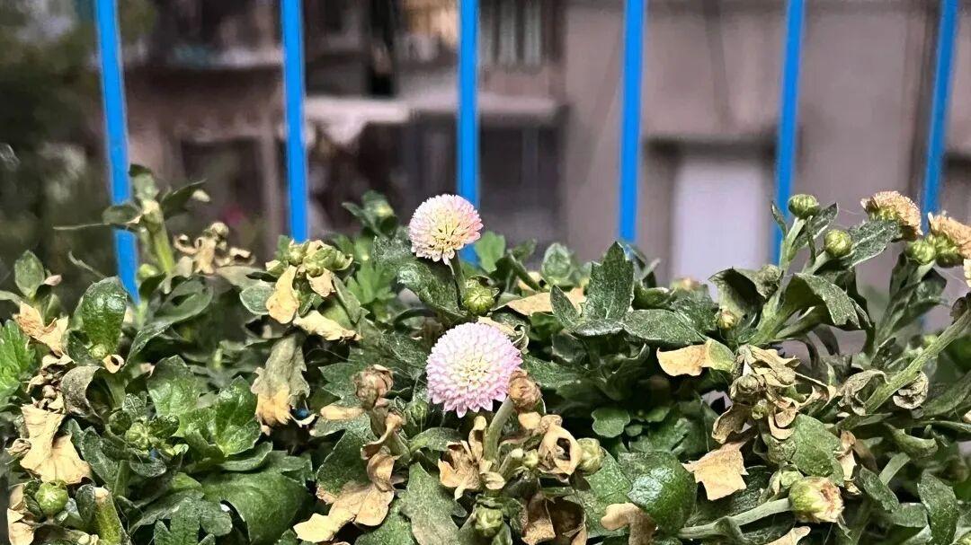 颜值爆表的盆栽珠玉之卵，优点多缺点少，新手也可入手