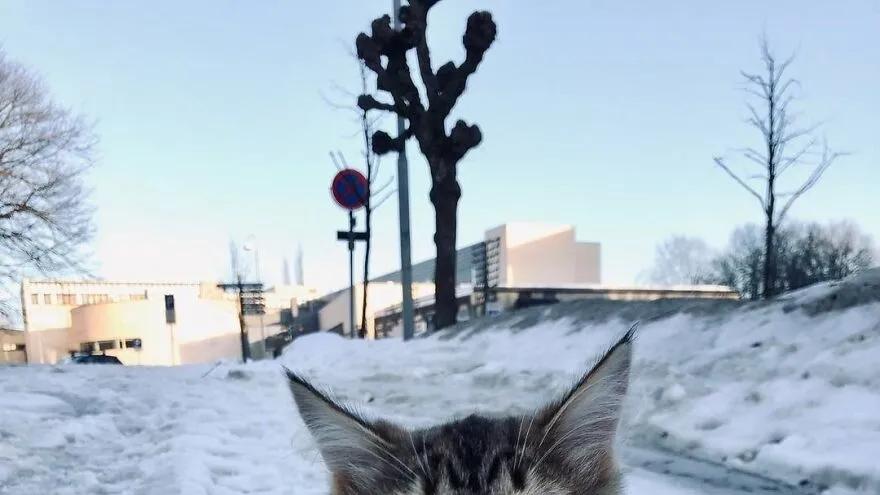 猫咪的