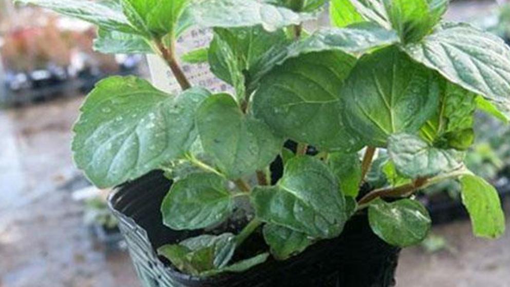 修根频率影响产量，回乡创业案例增多，薄荷防病技术提升投入产出