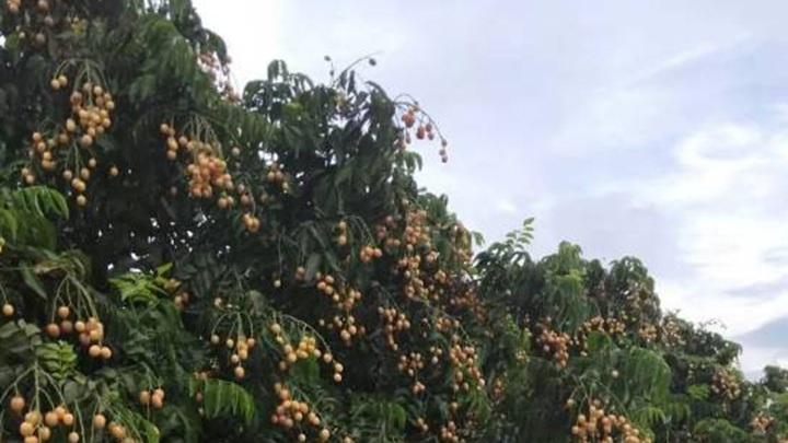 果实壮果施肥，壮果肥种类与用量，广西博白果实壮果施肥方案，龙眼树果实膨大