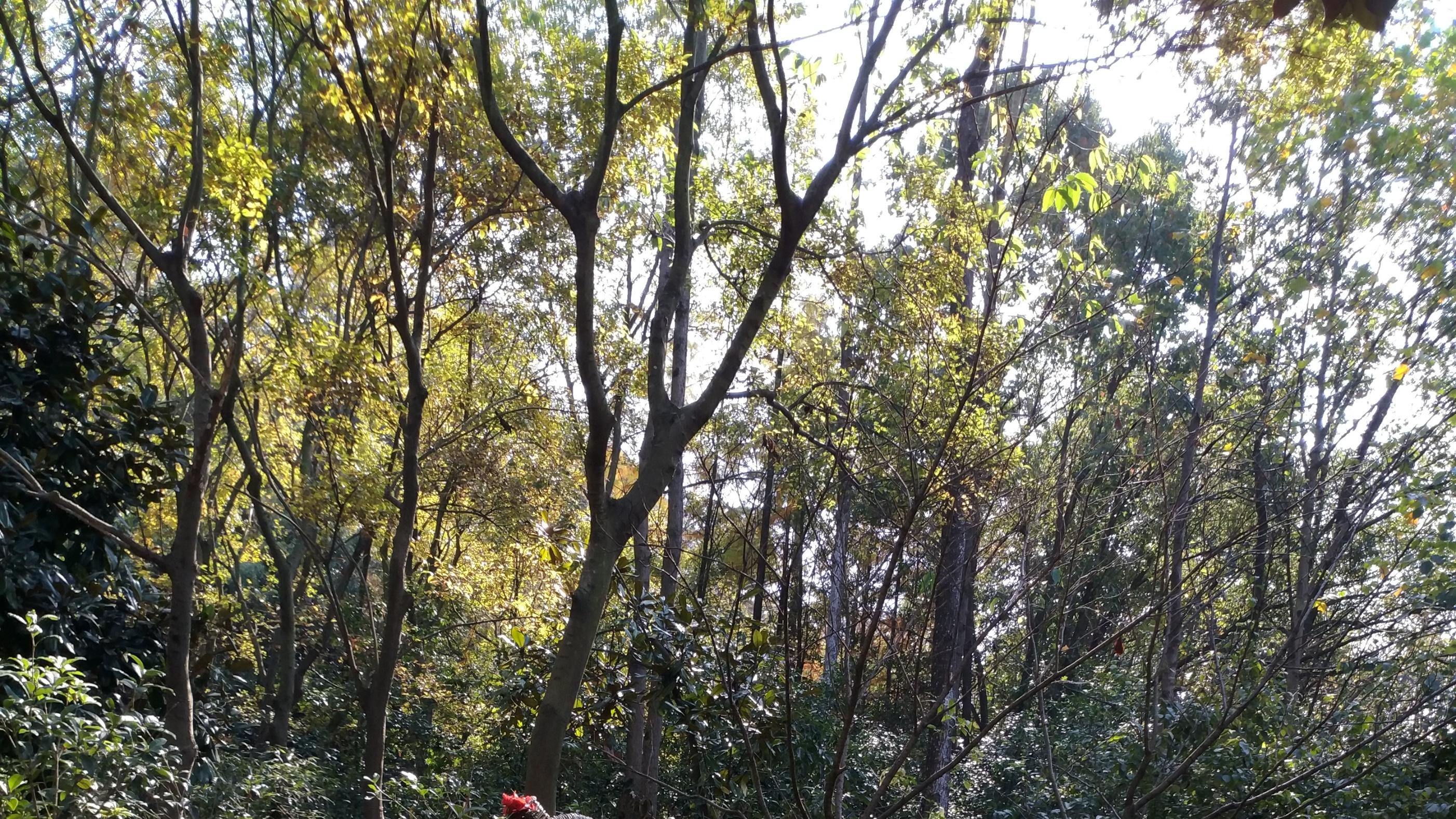 天目湖中，怎么会有一座龙兴岛，是龙兴之地吗？