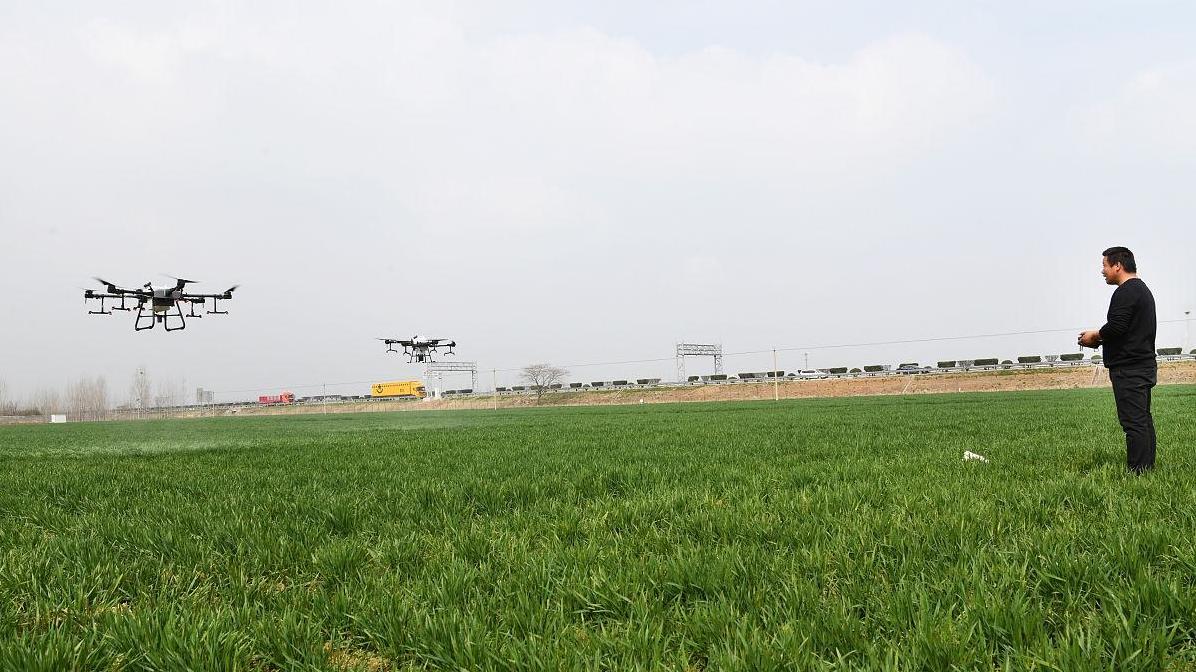 小麦冻害大调查：品种选择对抗寒有多大影响？