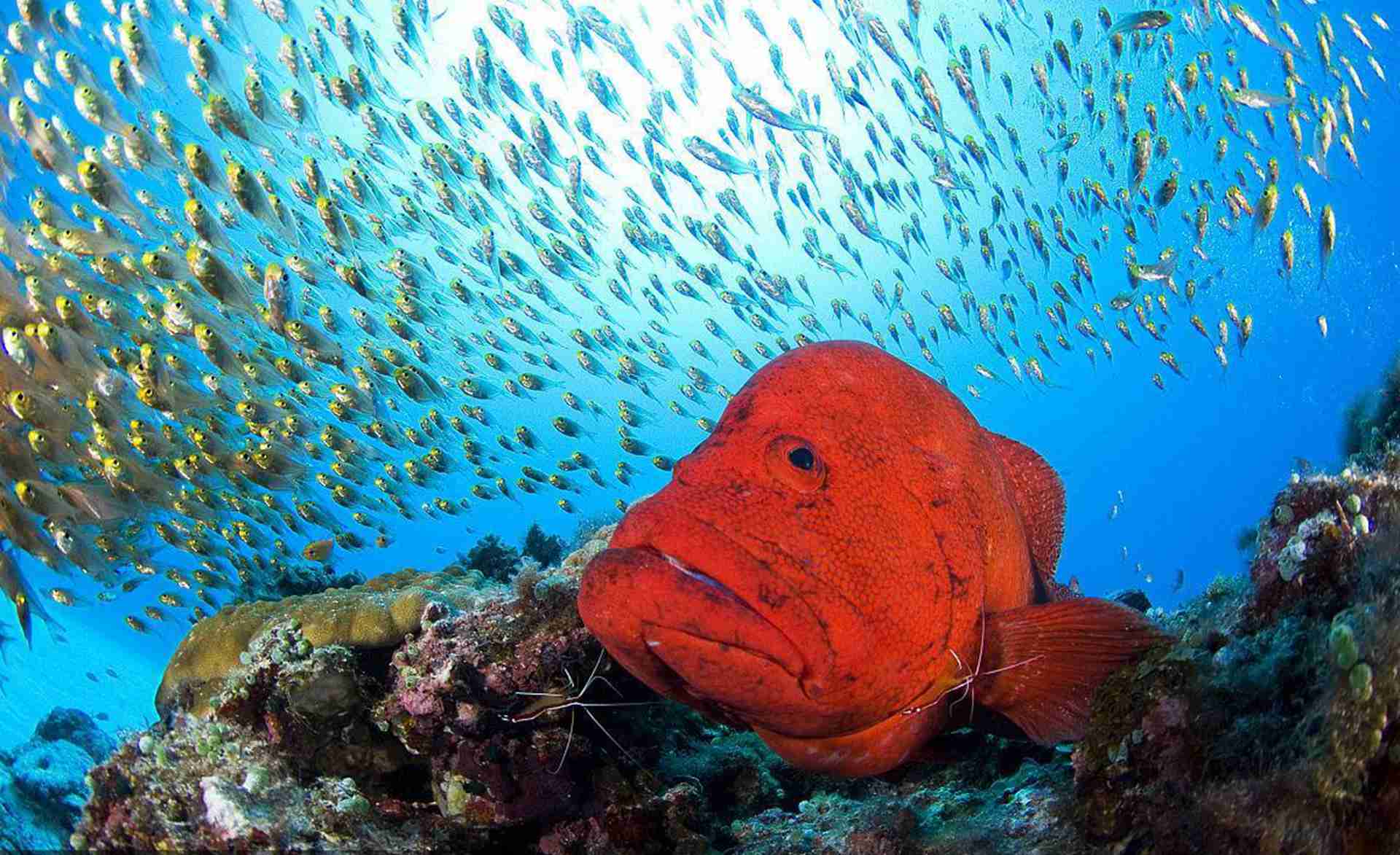 石斑鱼人工饲料驯化，活饵替代方案，抗浪网箱设计，适口性提升要点