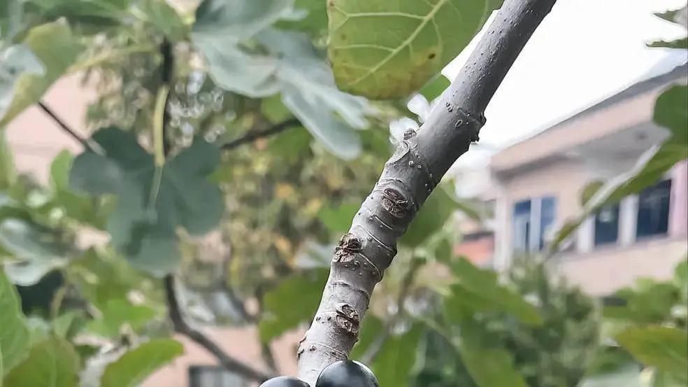 你还在问什么文玩比较好盘？众口难调！但是这几个品类可以考虑