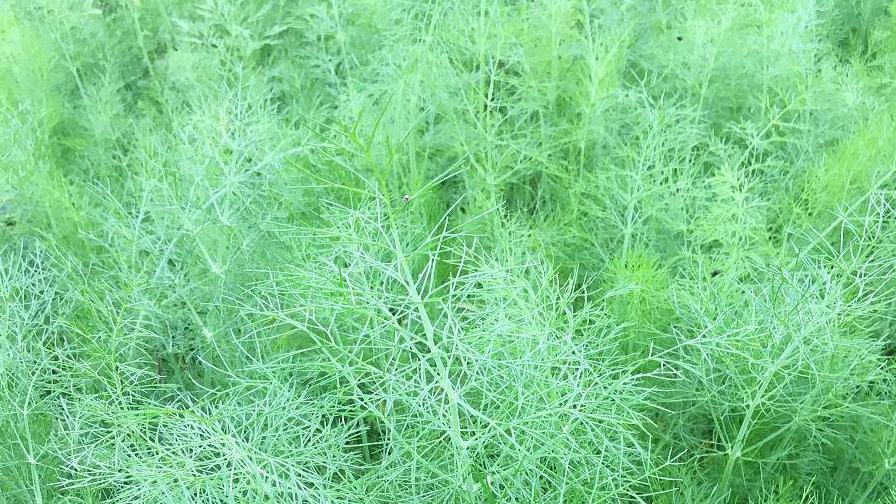 如何种植茴香，长年都有新鲜蔬菜吃