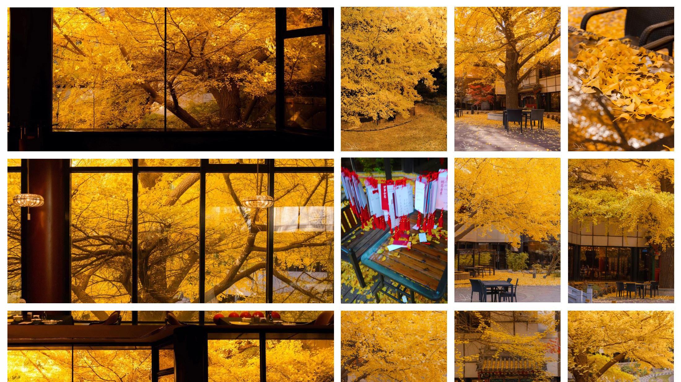 北京二环内的百年银杏树，号称最美银杏之窗，有人从台湾专程来看