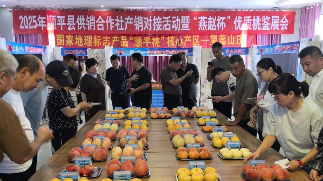 顺平供销：京津冀联动“桃”商机 新奇特展销“焕”活力