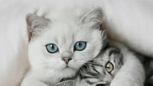 352vs希喂vsIAM宠物空气净化器深度测评，哪款除毛除臭好？