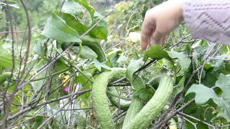 这几种蔬菜不用育苗，直接种也能高产！