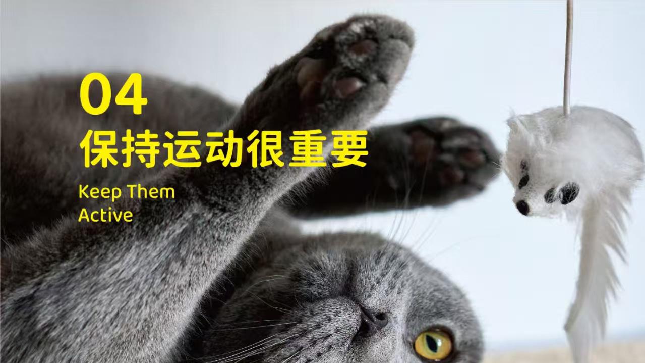 象乡宠物食品 | 养英短前都需要知道哪些事?