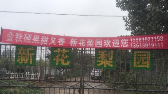 雨中访新花梨园：深秋梨满枝，汗里藏甜香