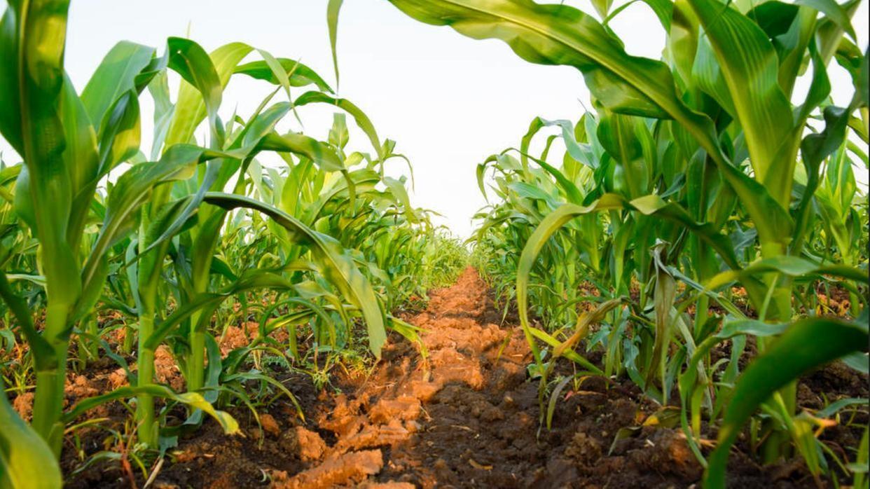 认识陇顶728玉米：一个集高产、抗性和优良品质于一身的玉米品种