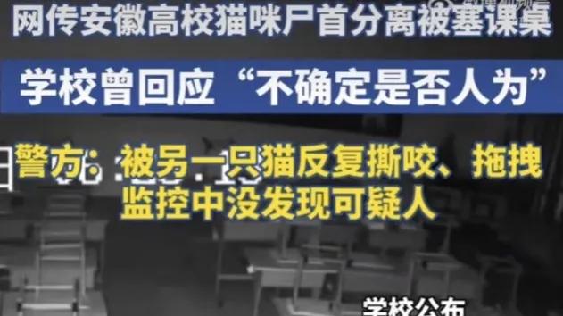 砍头、尸首分离……流浪猫尸体被塞进学生课桌，残酷真相曝光！