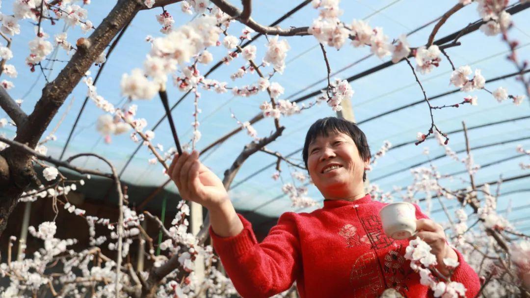 滨州邹平市黄山街道：大棚杏花开果农授粉忙