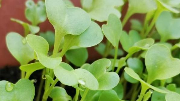 大白菜年后收获：种植户的三大妙招