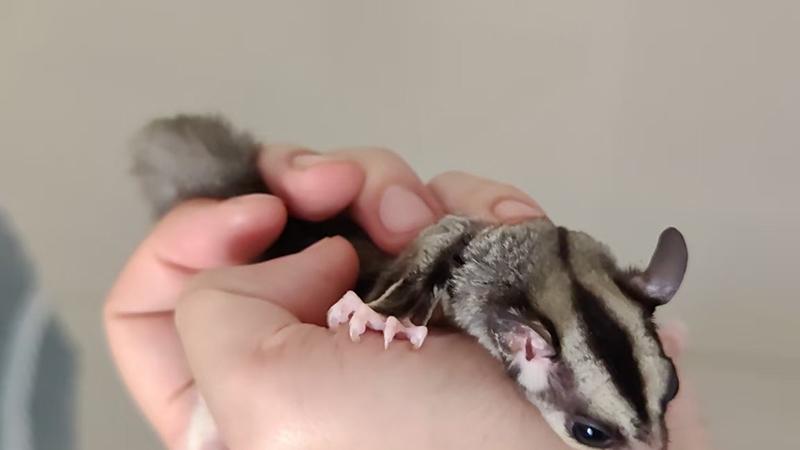 小小蜜袋鼯，亦师亦友