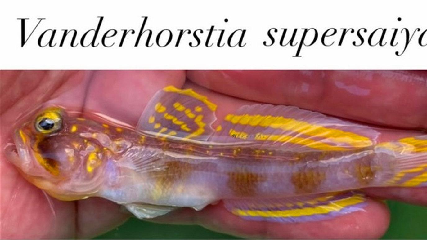 鱼鳍花纹过于酷炫，虾虎鱼新物种被命名为《龙珠》超级赛亚人