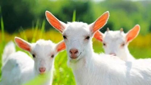 属羊人善解人意，温柔细致，助人为乐，和他人交往和睦！