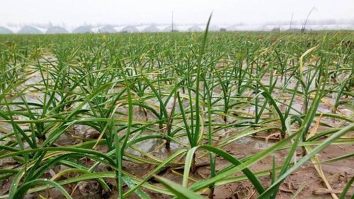 水稻土晒垡改良技术，安徽巢湖圩区大蒜种植，沟灌排涝与带泥晾晒分级